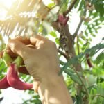 മെസ്സിയുടെ മനംകവർന്ന് ‘വന്‍താര’!